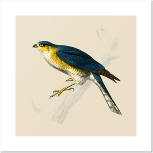 Vintage eurasian sparrowhawk bird-animalia clothing Posters and Art